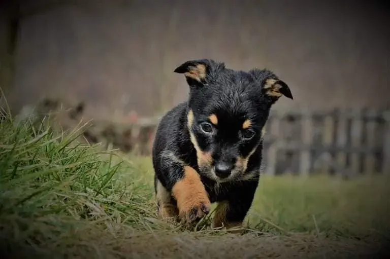 Bruno