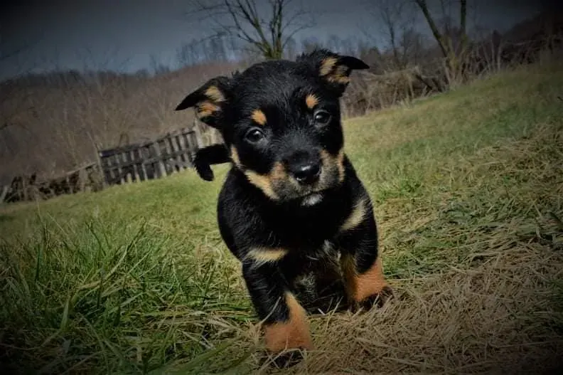 Bruno