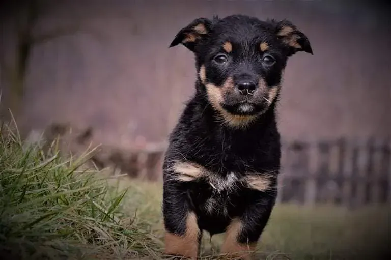 Bruno