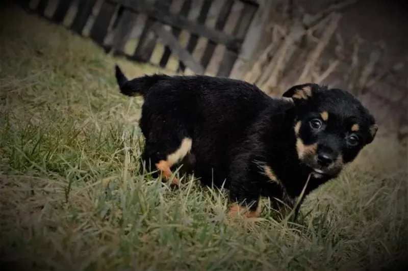 Bruno