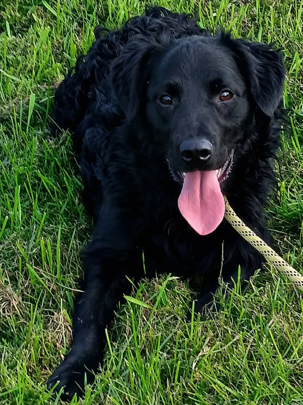 Buddy