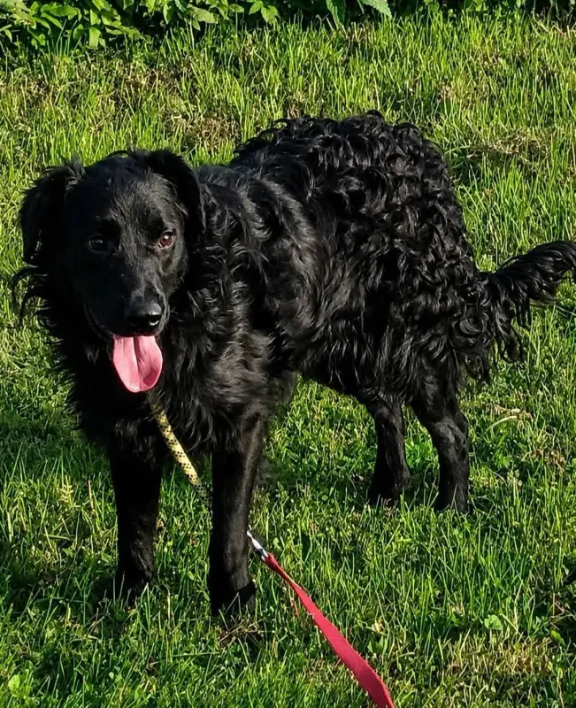 Buddy