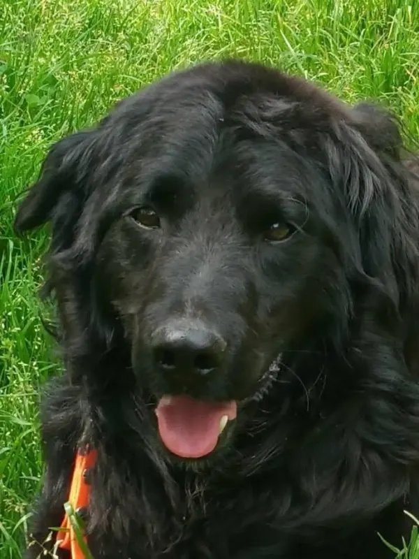 Buddy