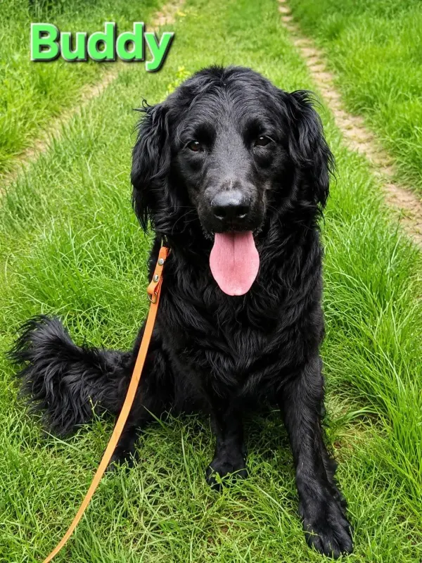 Buddy