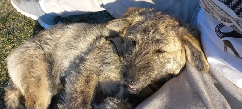 Burrito
