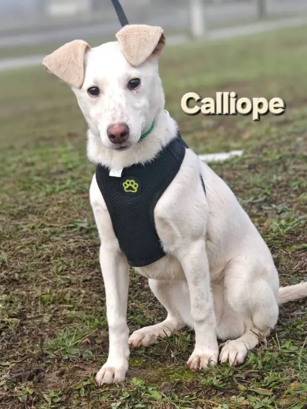 Calliope