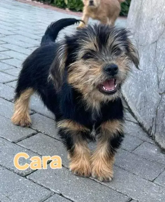 Cara