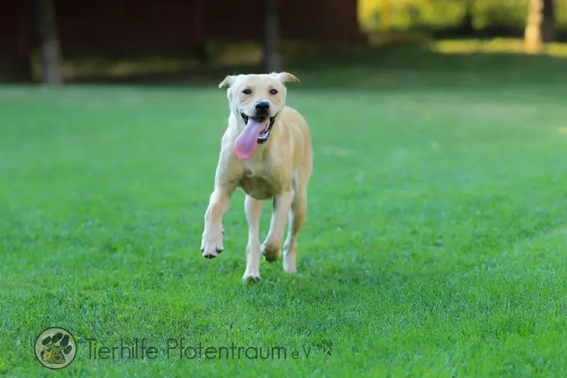 Cara