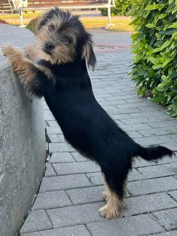 Cara