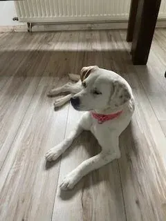 Carla
