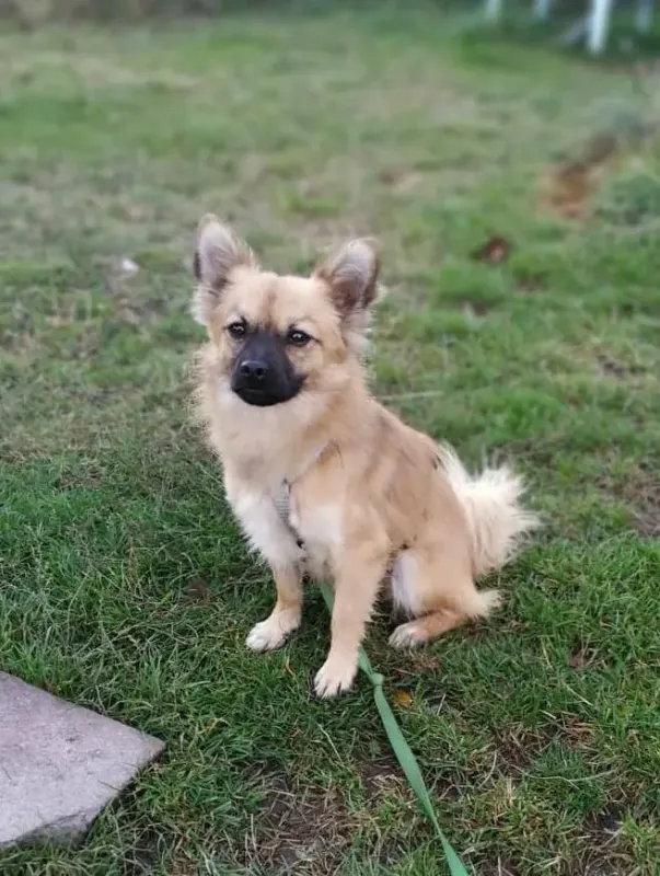 Carlo