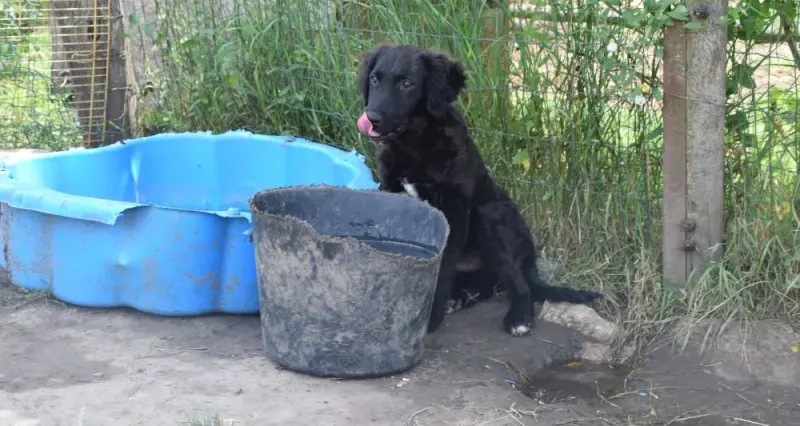 Carlos