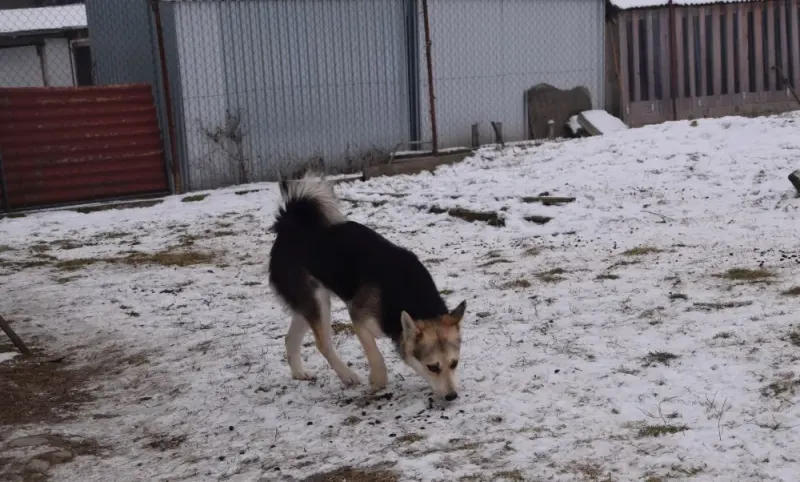 Cecilka