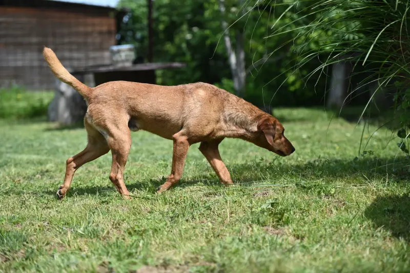 Cezar