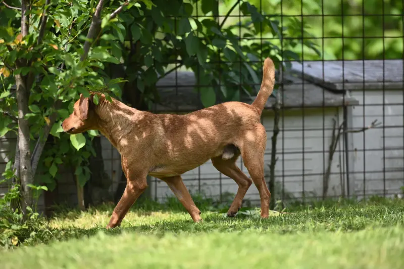 Cezar