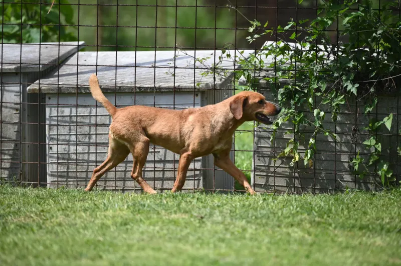 Cezar