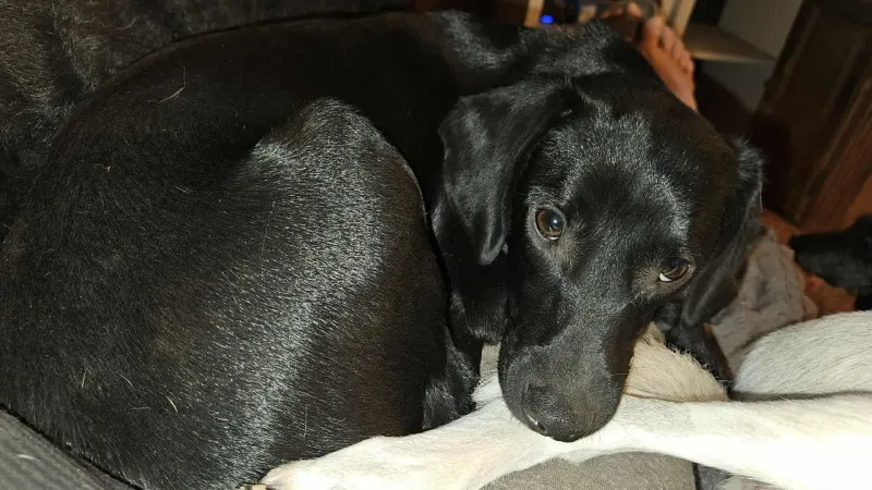 Charles
