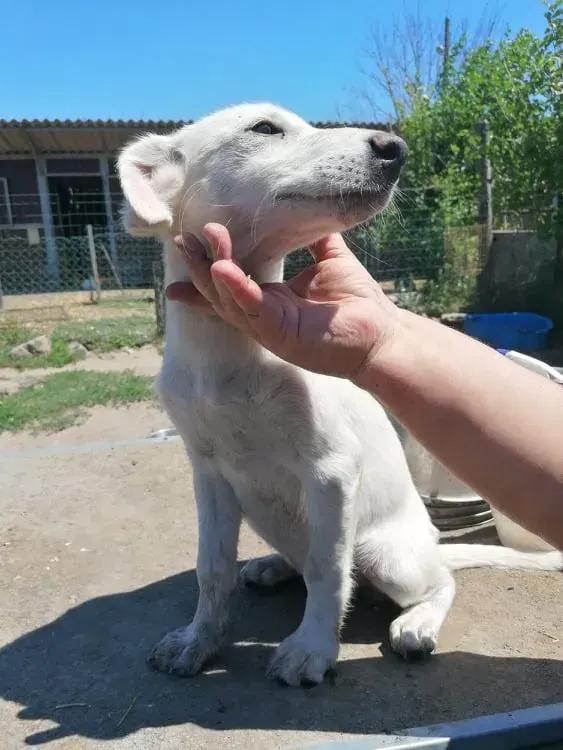 Chip