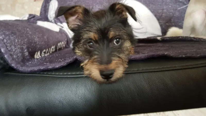 Chloe