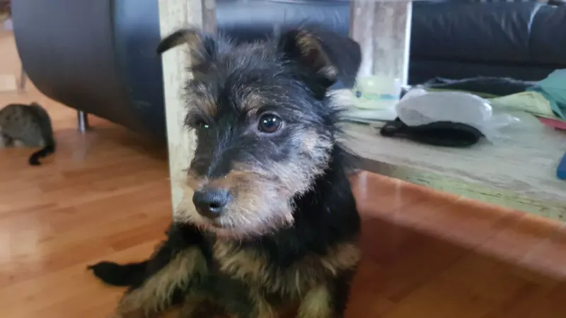 Chloe
