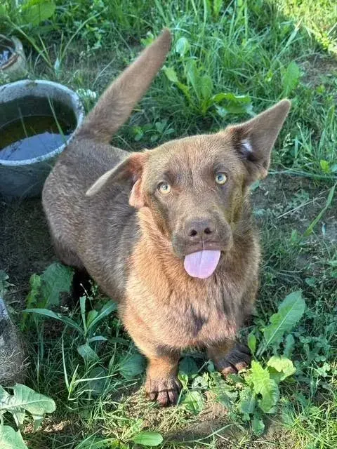 Choko