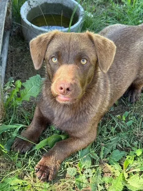 Choko