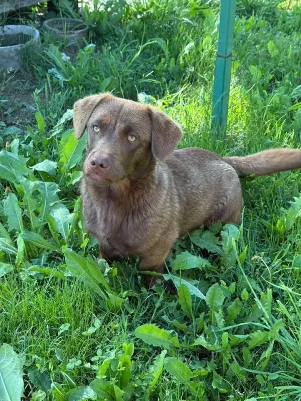 Choko