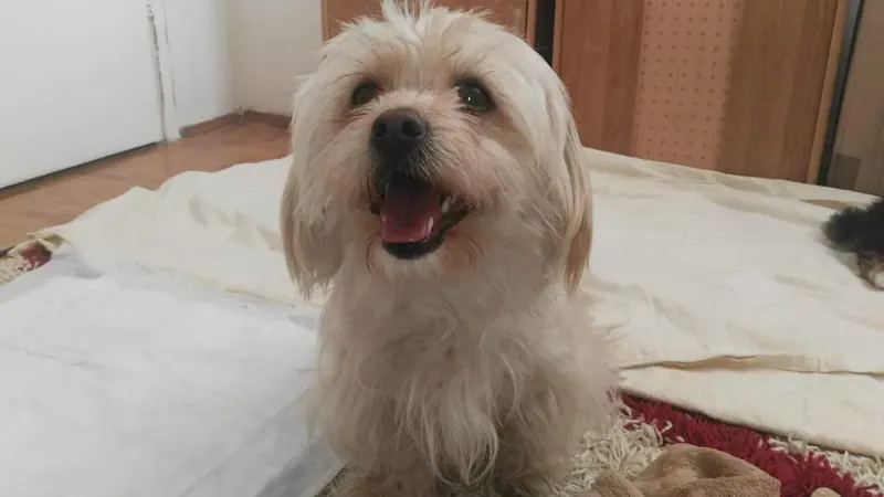 Cloi