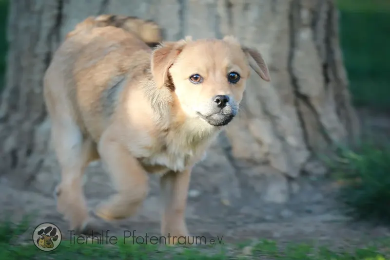 Coby