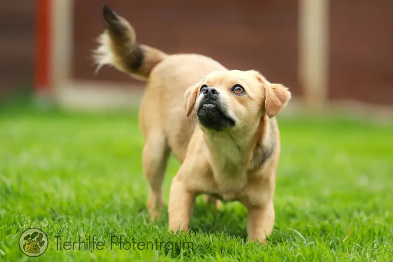 Coby