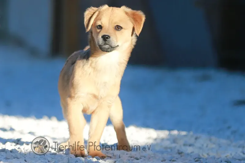 Coby