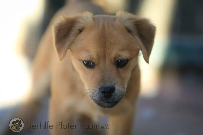 Coby