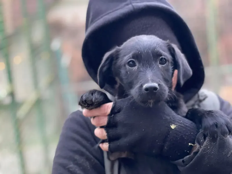 Coco