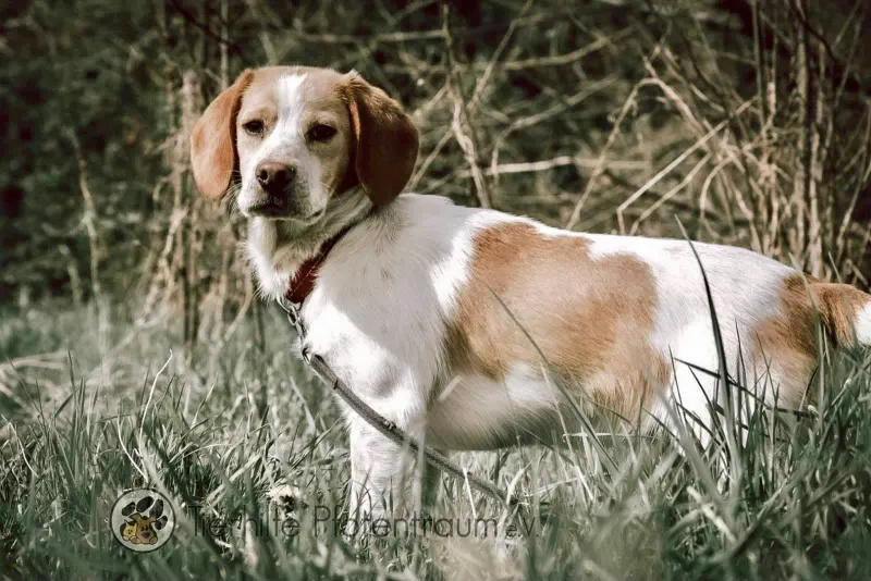 Cooper