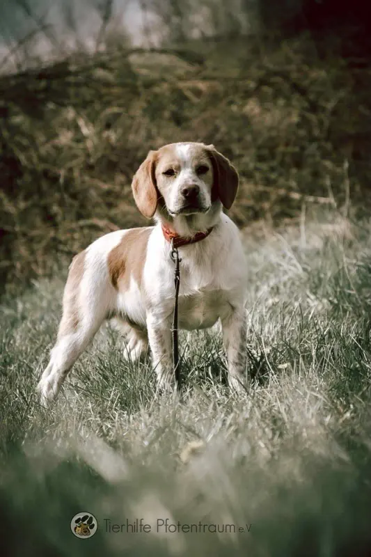 Cooper