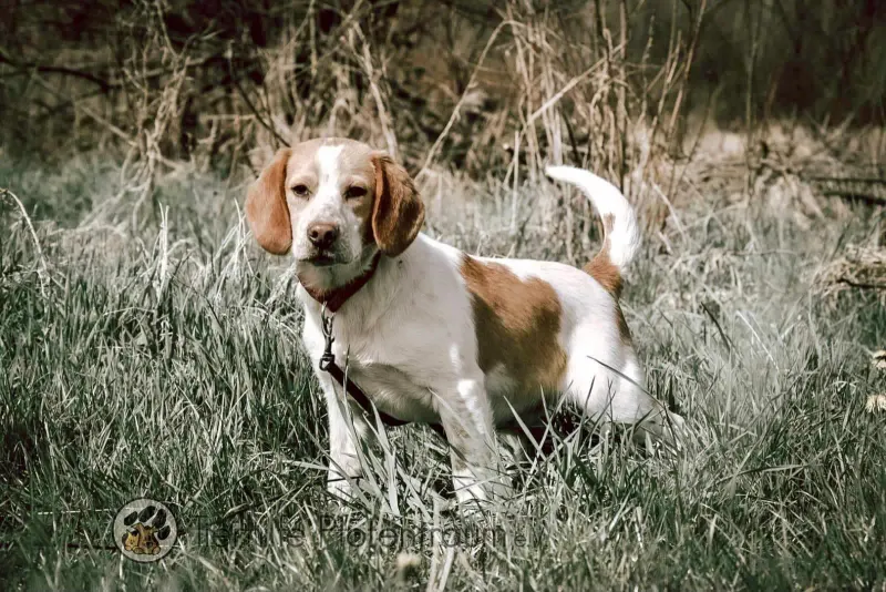 Cooper