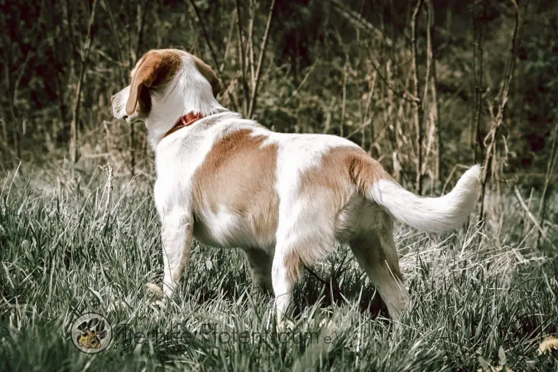 Cooper