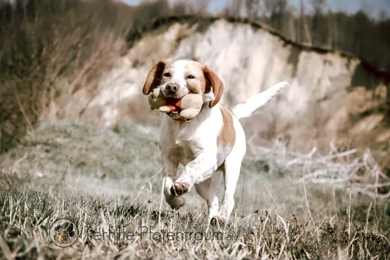 Cooper