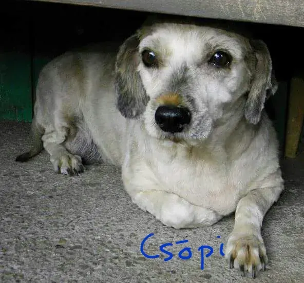 Csöpi