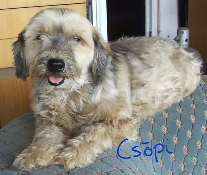 Csöpi