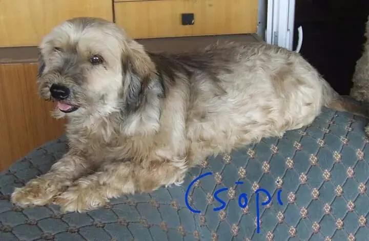 Csöpi