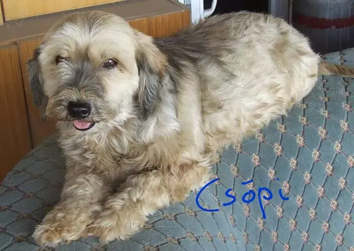 Csöpi