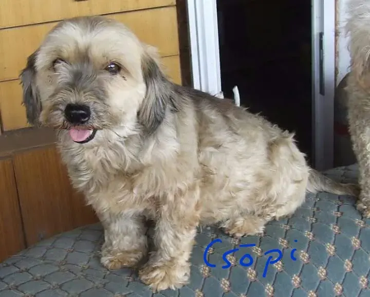Csöpi
