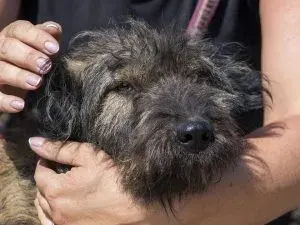 Cuki