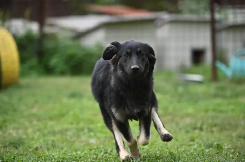 Danka