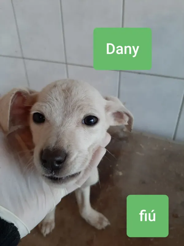 Dany