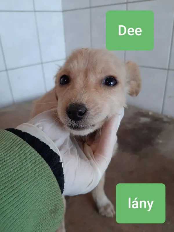 Dee