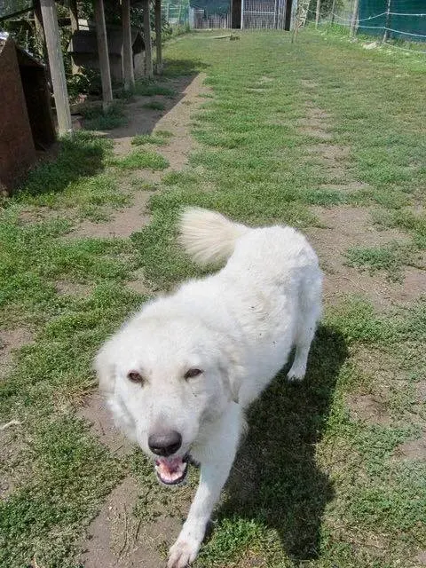 Deva