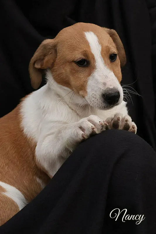 Dina