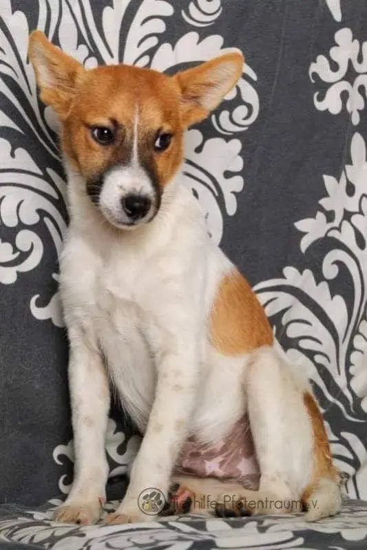 Dingo